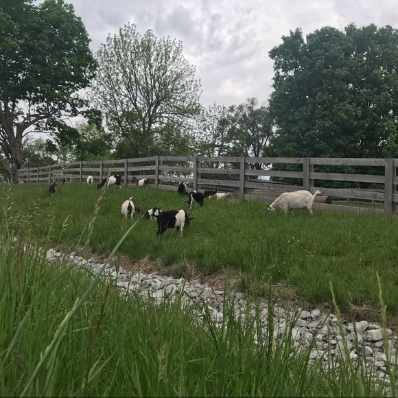 Meet your Posher - Picture 4 of 9